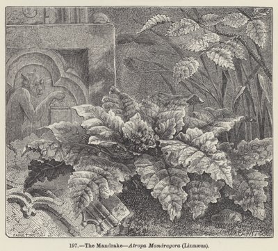 Die Alraune, Atropa Mandragora, Linnaeus von European School