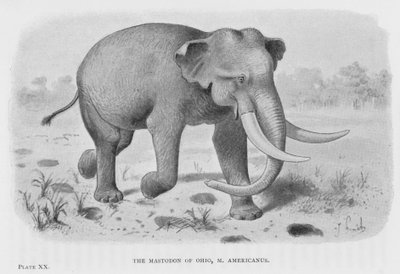 Der Mastodon von Ohio, M. Americanus von European School