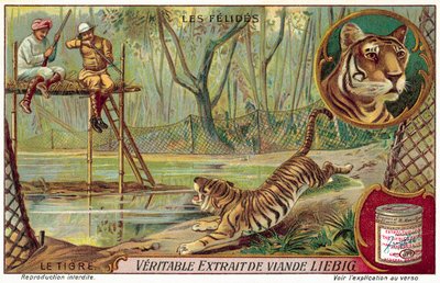 Tiger von European School
