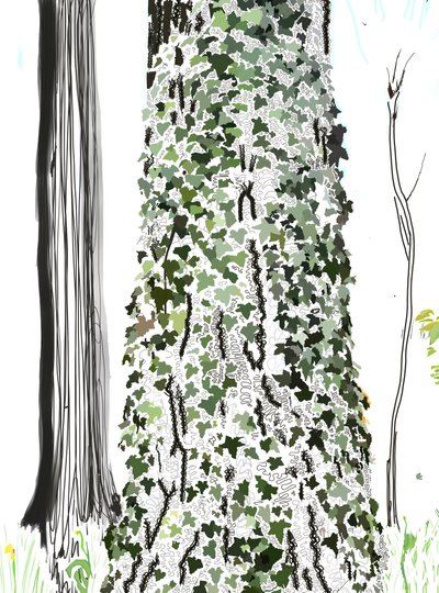 Baum mit Efeu von Evan Sklar
