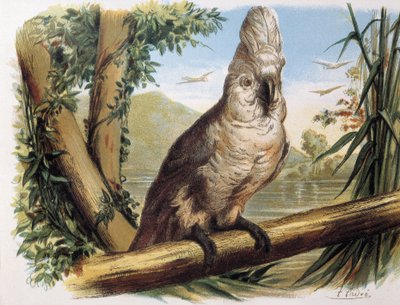 Weißer Kakadu. Gravur nach einer Zeichnung von F. Padro von F. (after) Padro