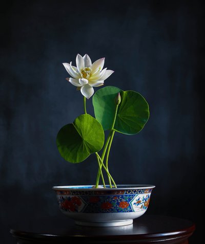 Weiße Lotus-Serenität von Fangping Zhou