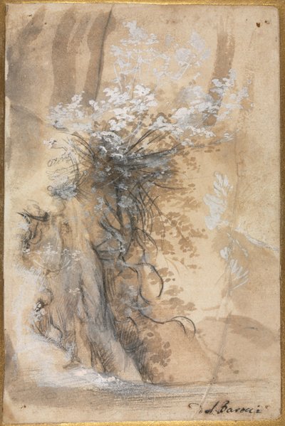 Blühender Busch über einer erodierten Böschung, 1565-1570. von Federico Barocci