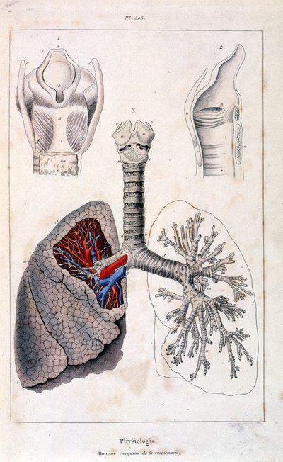 Anatomische Illustration von F. E. Guerin. Aus Dictionnaire pittoresque d