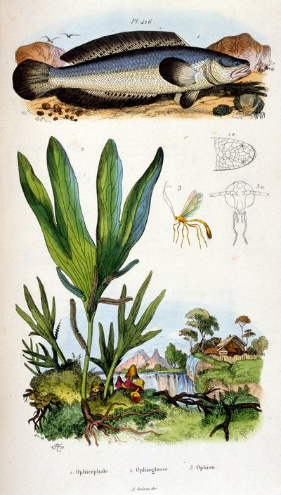 Botanische und zoologische Illustration von F. E. Guerin. Aus Dictionnaire pittoresque d
