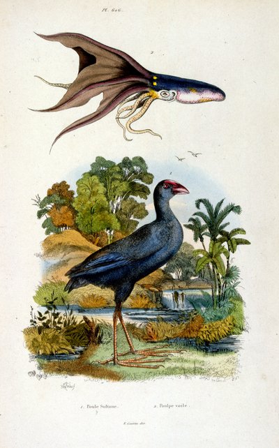 Botanische und zoologische Illustration von F. E. Guerin. Aus Dictionnaire pittoresque d
