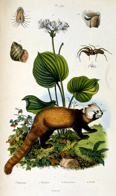 Botanische und zoologische Illustration von F. E. Guerin. Aus Dictionnaire pittoresque d