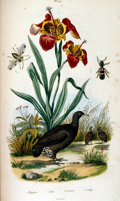 Botanische und zoologische Illustration von F. E. Guerin. Aus Dictionnaire pittoresque d