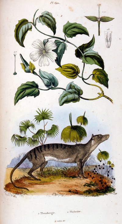 Botanische und zoologische Illustration von F. E. Guerin. Aus Dictionnaire pittoresque d