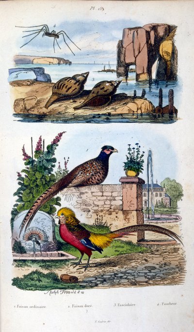 Botanische und zoologische Illustration von F. E. Guerin. Aus Dictionnaire pittoresque d