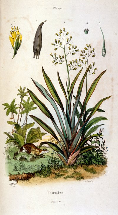 Botanische und zoologische Illustration von F. E. Guerin. Aus Dictionnaire pittoresque d