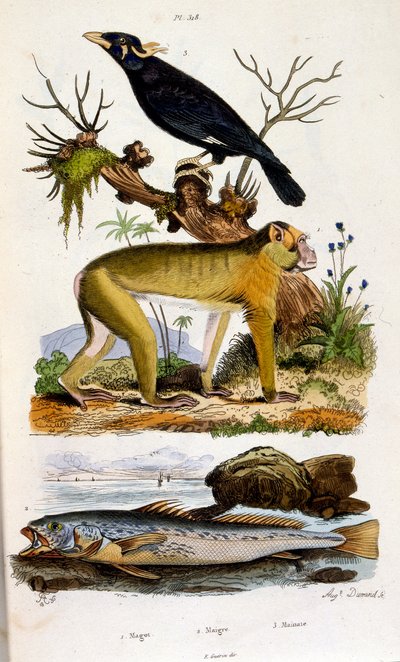 Botanische und zoologische Illustration von F. E. Guerin. Aus Dictionnaire pittoresque d