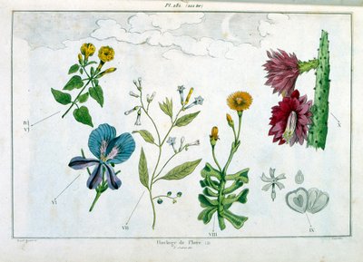 Botanische Illustration von F. E. Guerin. Aus Dictionnaire pittoresque d