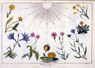 Botanische Illustration von F. E. Guerin. Aus Dictionnaire pittoresque d