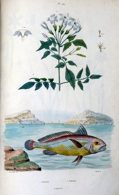 Jasmin (Jasmin). Johnius (Kroakerfisch). Botanische und zoologische Illustration von F. E. Guerin. Aus Dictionnaire pittoresque d