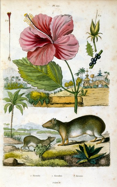 Die Gattung Kerodon (südamerikanische Felsenmeerschweinchen), verwandt mit Capybaras und Meerschweinchen. Botanische und zoologische Illustration von F. E. Guerin. Aus Dictionnaire pittoresque d