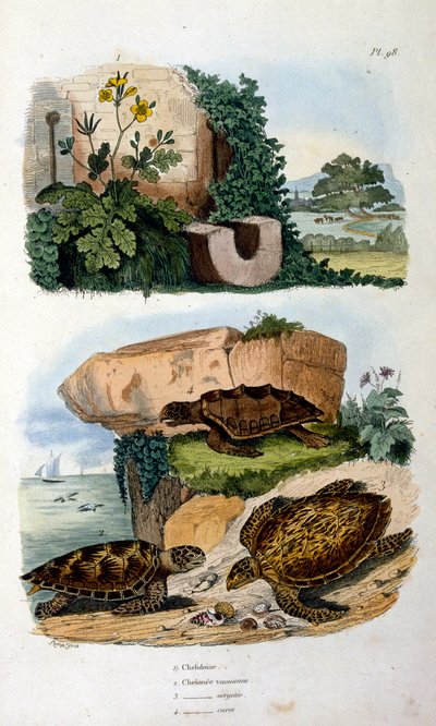 Schildkröten von Felix-Edouard Guerin