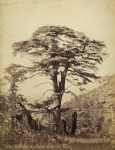 Große Zeder im Teniet el Haad Wald, Libanon von Félix Bonfils
