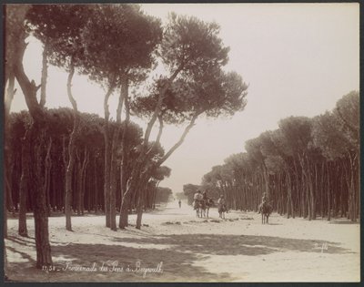 Promenade des Pins in Beirut von Félix Bonfils