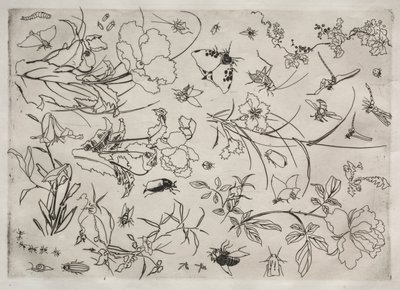 Tafelservice Rousseau-Service: Blumen und Insekten Nr. 15, 1866 von Felix Bracquemond