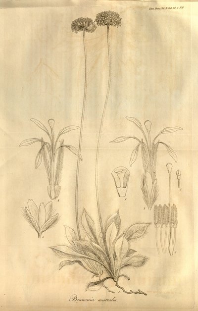 Tafel 28 aus Band X der Transactions of the Linnean Society of London, veröffentlicht 1811 von Ferdinand Bauer