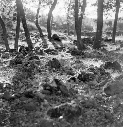 Wald auf dem Ätna von Fosco Maraini