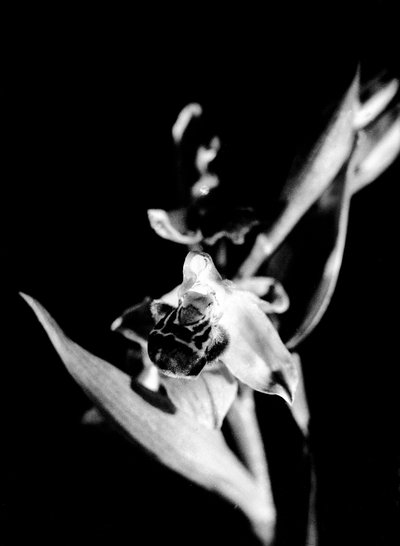 Wilde Orchidee von Fosco Maraini