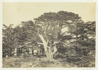 Der größte der Zedern, Berg Libanon, 1857 von Francis Frith