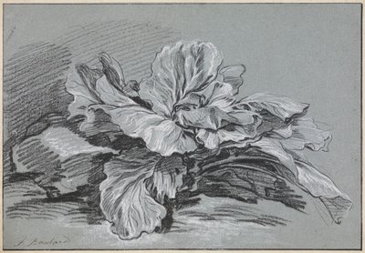 Studie eines Kohls von François Boucher