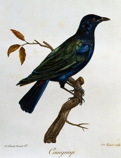 Schwarzbauch-Glanzstar, Gravur aus Histoire Naturelle des Oiseaux d