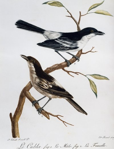 Männchen und Weibchen des Schwarzrückigen Puffbacks (Dryoscopus cubla), Gravur aus Histoire Naturelle des Oiseaux d