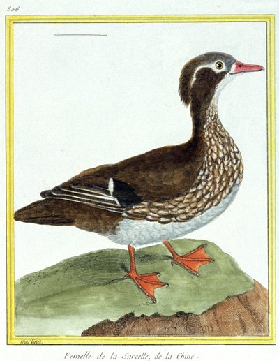 Wissenschaft. Zoologie. Chinesische Krickente. Gravur von Francois Nicolas Martinet in: Histoire naturelle des oiseaux, von Georges Louis Leclerc de Buffon, Frankreich, ca. 1777 von Francois Nicolas Martinet