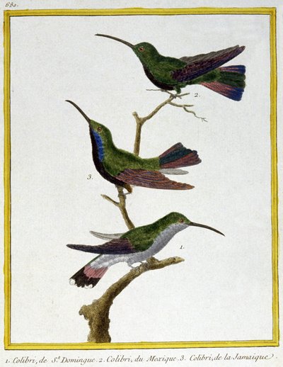 Wissenschaft. Zoologie. Kolibri von Santo Domingo, Mexiko und Jamaika. Gravur von Francois Nicolas Martinet in: Histoire naturelle des oiseaux, von Georges Louis Leclerc de Buffon, Frankreich, ca. 1777 von Francois Nicolas Martinet
