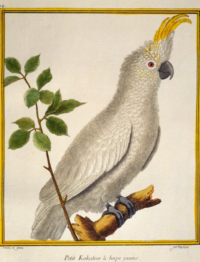 Gelbhaubenkakadu (Cacatua sulphurea), aus Histoire naturelle des oiseaux von Francois Nicolas Martinet