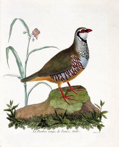 Zoologische Tafel (Ornithologie): Die rote Rebhuhn von Frankreich, männlich (Rote Rebhuhn oder Alectoris rufa). Illustration in „Die Geschichte der Vögel, gemalt in ihren erscheinenden und empfindlichen Aspekten“ von Francois Nicolas Martinet (1731-1800).  von Francois Nicolas Martinet