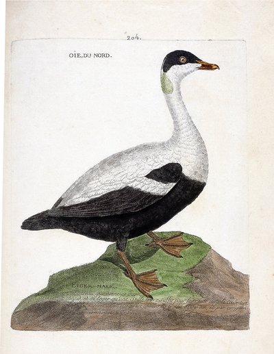 Zoologische Tafel (Ornithologie): Die Eiderente (Somateria mollissima). Illustration in „Die Geschichte der Vögel, gemalt in ihren erscheinenden und empfindlichen Aspekten“ von Francois Nicolas Martinet (1731-1800). Private Sammlung. von Francois Nicolas Martinet