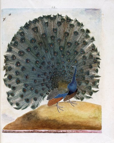 Zoologische Tafel (Ornithologie): Der Pfau, der das Rad schlägt (Blauer Pfau oder Pavo cristatus). Illustration in „Die Geschichte der Vögel, gemalt in ihren erscheinenden und empfindlichen Aspekten“ von Francois Nicolas Martinet (1731-1800). Private Samml von Francois Nicolas Martinet
