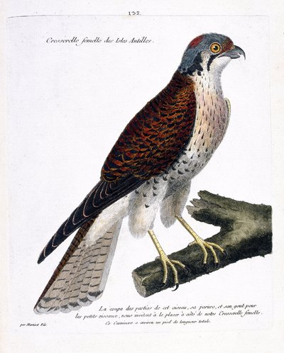 Zoologische Tafel (Ornithologie): Weiblicher Kreser der Karibischen Inseln (Amerikanischer Kreser oder Falco sparverius) auf einem Ast. Illustration in „Die Geschichte der Vögel, gemalt in ihren erscheinenden und empfindlichen Aspekten“ von Francois Nicola von Francois Nicolas Martinet