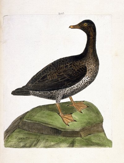 Zoologische Tafel (Ornithologie): Weibliche Eiderente (Eiderente oder Somateria mollissima). Illustration in „Die Geschichte der Vögel, gemalt in ihren erscheinenden und empfindlichen Aspekten“ von Francois Nicolas Martinet (1731-1800). von Francois Nicolas Martinet