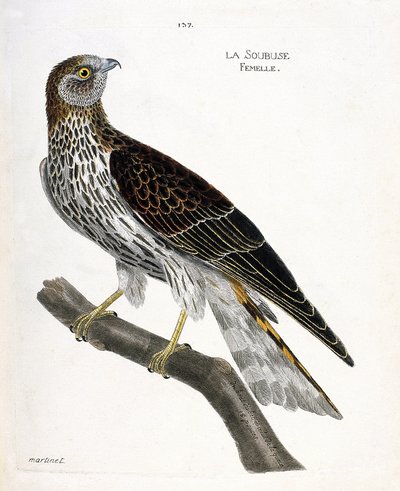 Zoologische Tafel (Ornithologie): Weibliche Soubuse (Circus cyaneus) auf einem Ast. Illustration in „Die Geschichte der Vögel“ von Francois Nicolas Martinet (1731-1800). Private Sammlung. von Francois Nicolas Martinet