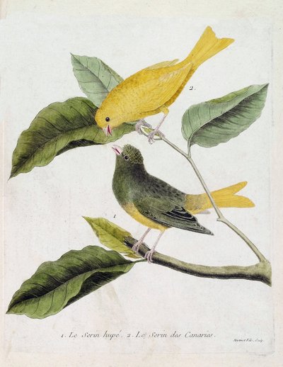 Zoologische Tafel (Ornithologie): von unten nach oben: Der Haubenkanarienvogel (Serinus canaria) und der Kanarienvogel auf einem Ast. Illustration in „Die Geschichte der Vögel, gemalt in ihren erscheinenden und empfindlichen Aspekten“ von Francois Nicolas  von Francois Nicolas Martinet