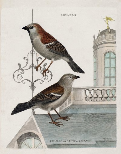 Zoologische Tafel (Ornithologie): von oben nach unten: Spatz und Weibchen des Spatzes von Frankreich (Haussperling oder Pass domesticus). Illustration in „Die Geschichte der Vögel, gemalt in ihrem Erscheinungsbild und empfindlichen Aspekten“ von Francois von Francois Nicolas Martinet