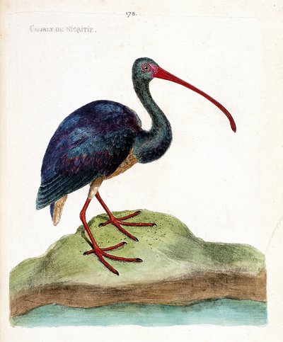Zoologische Tafel (Ornithologie): Der Braune Sichler (Plegadis falcinellus). Illustration in „Die Geschichte der Vögel, gemalt in ihren erscheinenden und empfindlichen Aspekten“ von Francois Nicolas Martinet (1731-1800). Private Sammlung. von Francois Nicolas Martinet