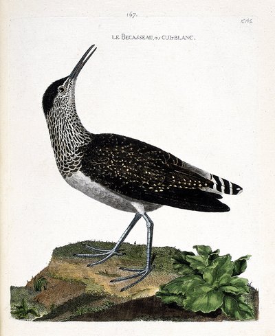 Zoologische Tafel (Ornithologie): Der Waldwasserläufer (Tringa ochropus). Illustration in „Die Geschichte der Vögel, gemalt in ihren erscheinenden und empfindlichen Aspekten“ von Francois Nicolas Martinet (1731-1800). Private Sammlung. von Francois Nicolas Martinet