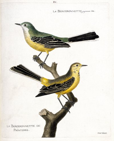Zoologische Tafel (Ornithologie): Die Bachstelze und die Frühlingsbachstelze (Frühlingsbachstelze oder Motacilla flava) auf einem Ast. Illustration in „Die Geschichte der Vögel, gemalt in ihren erscheinenden und empfindlichen Aspekten“ von Francois Nicolas von Francois Nicolas Martinet