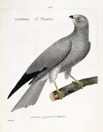 Zoologische Tafel (Ornithologie): der Vogel Sankt Martin (Weißer Weihen oder Circus cyaneus) auf einem Ast. Illustration in „Die Geschichte der Vögel, gemalt in ihren erscheinenden und empfindlichen Aspekten“ von Francois Nicolas Martinet (1731-1800). Priv von Francois Nicolas Martinet