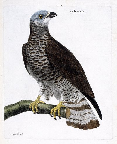 Zoologische Tafel (Ornithologie): Die Wespenbussard (Wespenbussard oder Pernis apivorus) auf einem Ast. Illustration in „Die Geschichte der Vögel, gemalt in ihren erscheinenden und empfindlichen Aspekten“ von Francois Nicolas Martinet (1731-1800). von Francois Nicolas Martinet