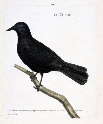 Zoologische Tafel (Ornithologie): Die Dohle (Dohle der Türme oder Corvus monedula) auf einem Ast. Illustration in „Die Geschichte der Vögel, gemalt in ihren erscheinenden und empfindlichen Aspekten“ von Francois Nicolas Martinet (1731-1800). von Francois Nicolas Martinet