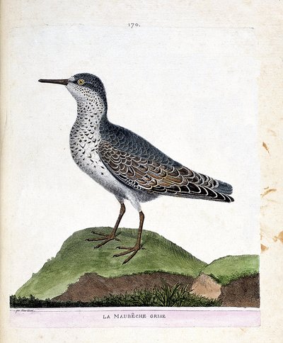 Zoologische Tafel (Ornithologie): Der Graue Strandläufer (Purpurstrandläufer oder Calidris maritima). Illustration in „Die Geschichte der Vögel, gemalt in ihren erscheinenden und empfindlichen Aspekten“ von Francois Nicolas Martinet (1731-1800). von Francois Nicolas Martinet