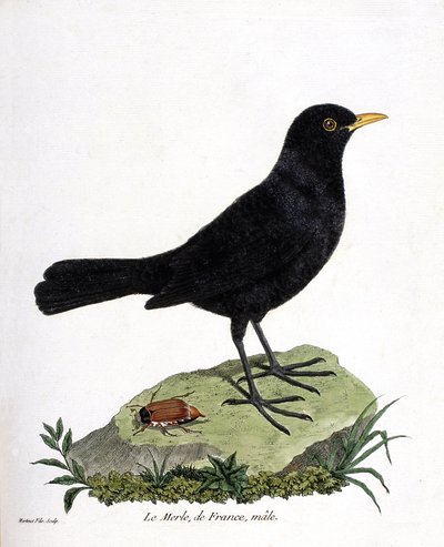 Zoologische Tafel (Ornithologie): Der männliche Amsel (Turdus merula). Illustration in „Die Geschichte der Vögel, gemalt in ihren erscheinenden und empfindlichen Aspekten“ von Francois Nicolas Martinet (1731-1800). Private Sammlung. von Francois Nicolas Martinet
